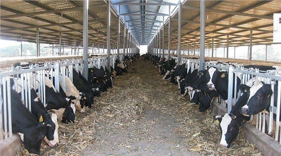 艾思捷定制款PGV035系列減速機(jī)--應(yīng)用在畜牧業(yè)、飼料行業(yè) (2).jpg